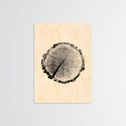 Birch Stump - Wood Print