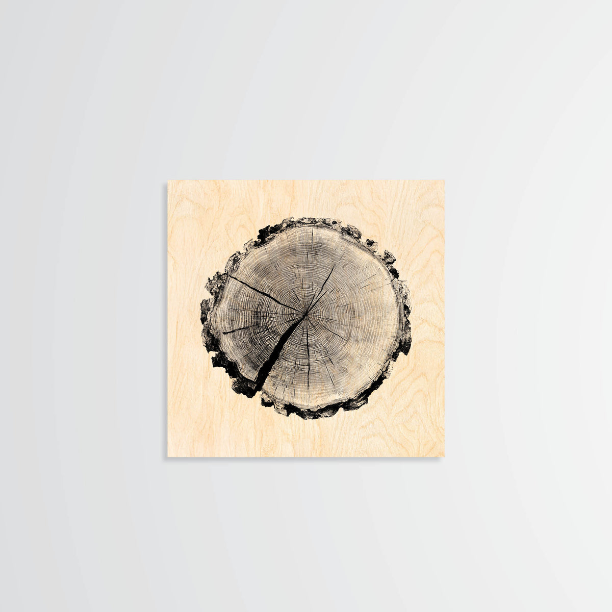 Birch Stump - Wood Print