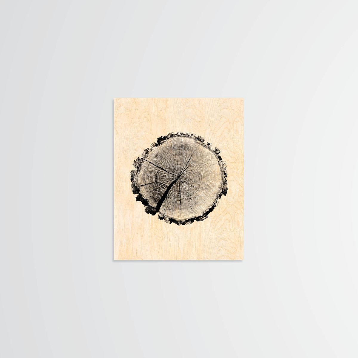 Birch Stump - Wood Print