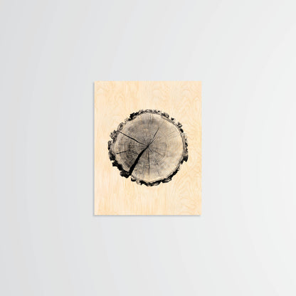 Birch Stump - Wood Print