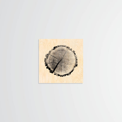 Birch Stump - Wood Print