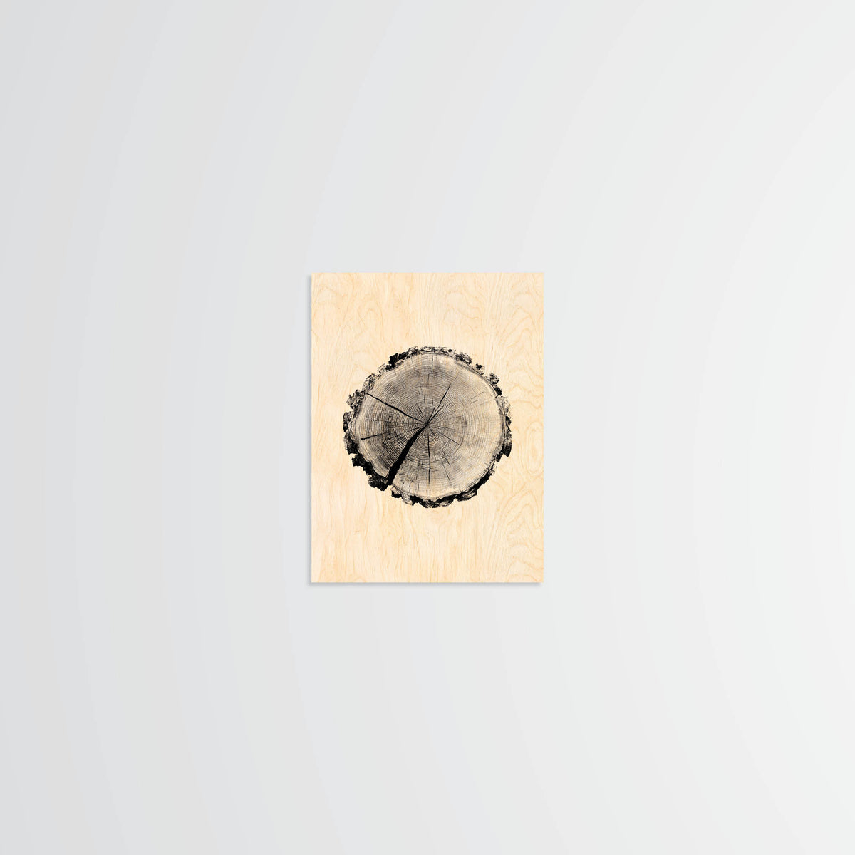 Birch Stump - Wood Print