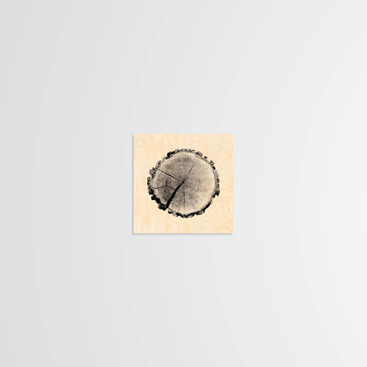 Birch Stump - Wood Print