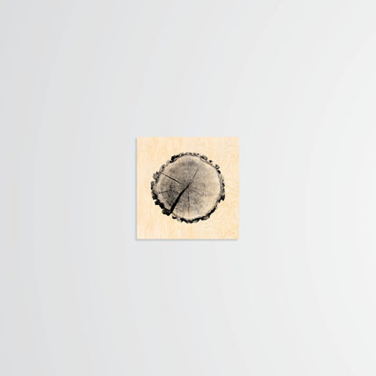 Birch Stump - Wood Print