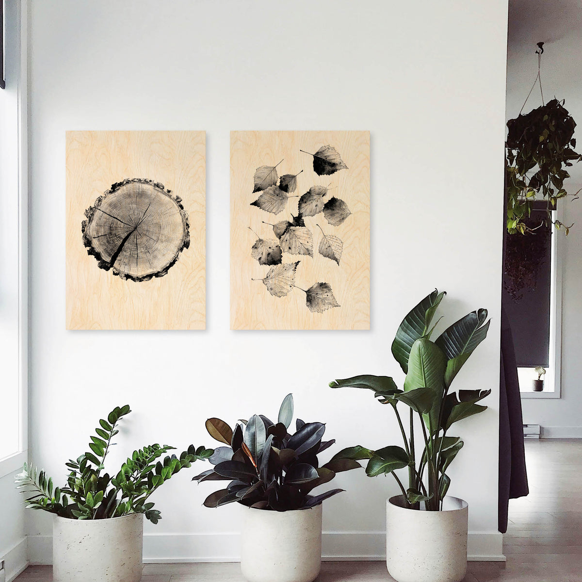 Birch Stump - Wood Print